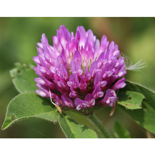 MRS Seeds & Mixtures Rotklee  - Trifolium pratense [de]