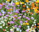 Bloemen per soort