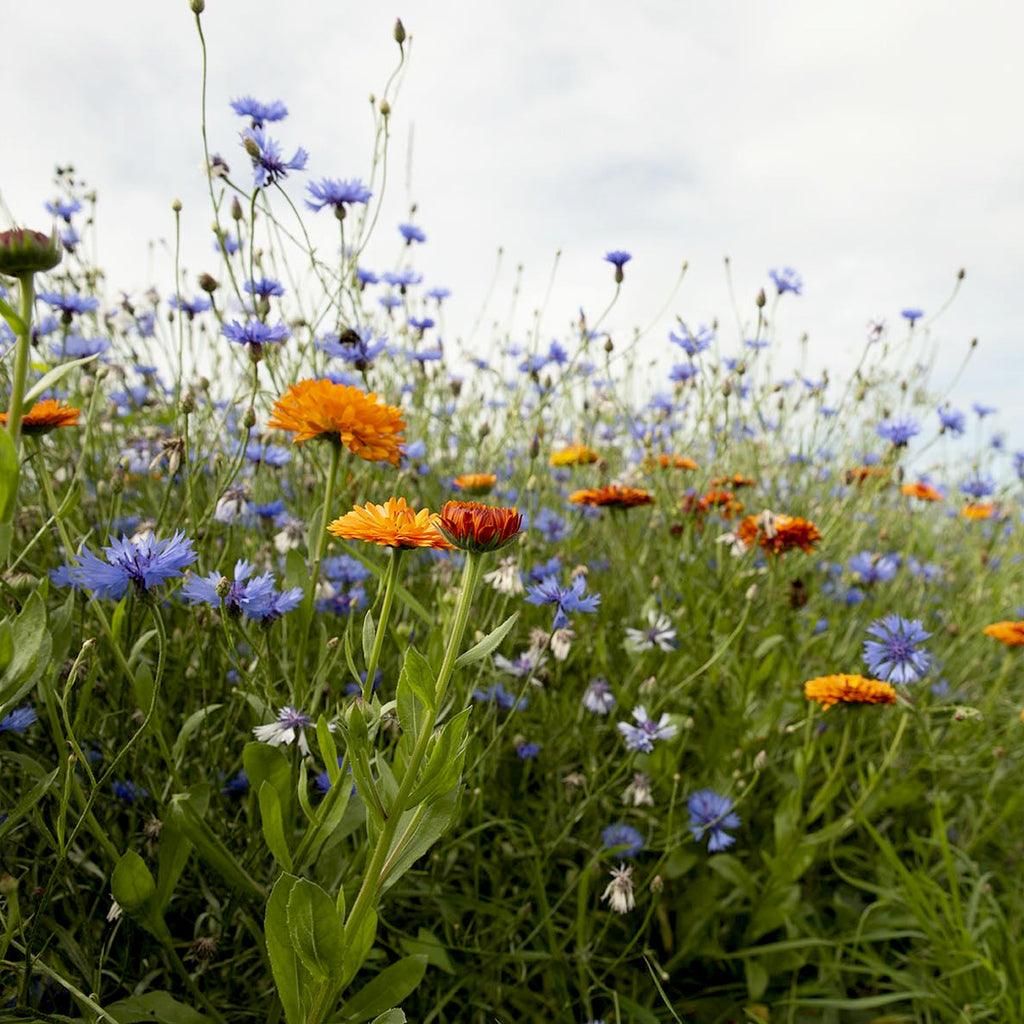 MRS Seeds & Mixtures Rotstuinen bloemenmix 1 jarig
