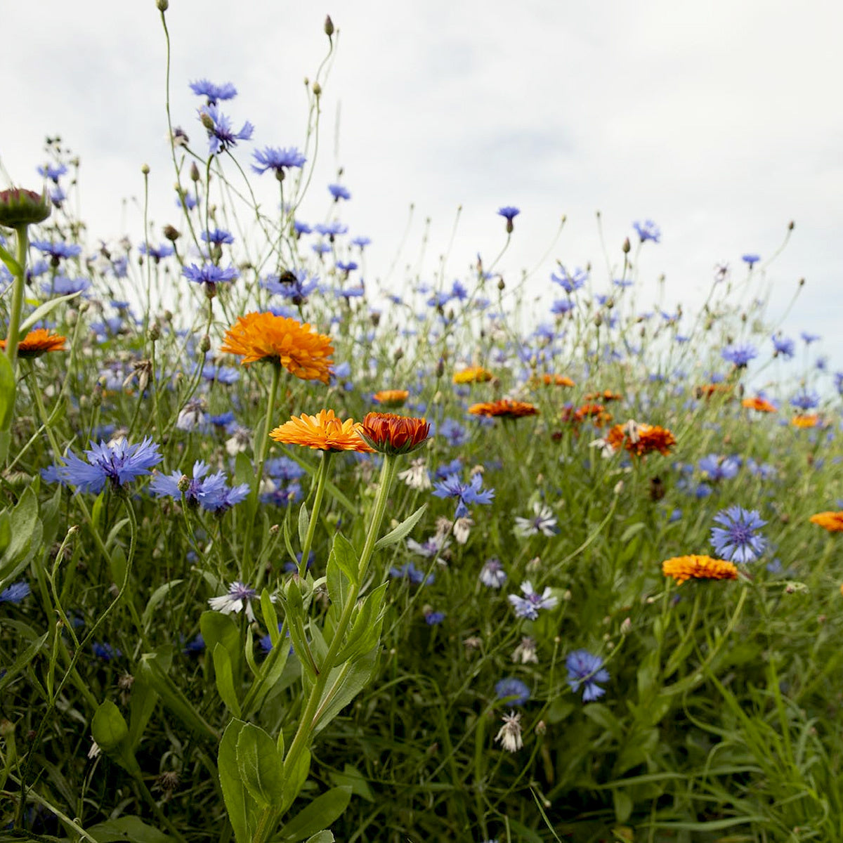 MRS Seeds & Mixtures Rotstuinen bloemenmix 1 jarig