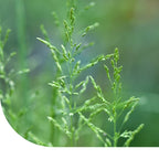 MRS Seeds & Mixtures Ruw Beemdgras - Poa trivialis [nl]