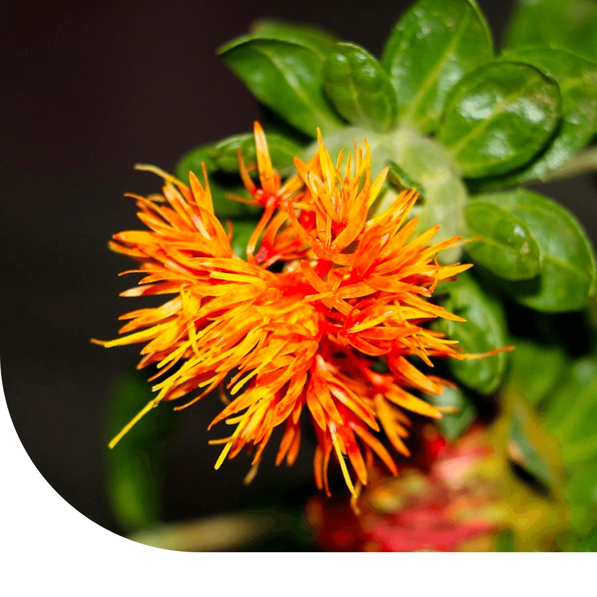 MRS Seeds & Mixtures Saffloer - Carthamus tinctoria