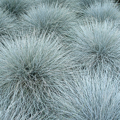 MRS Seeds & Mixtures Schapengras - Festuca ovina cinerea [nl]