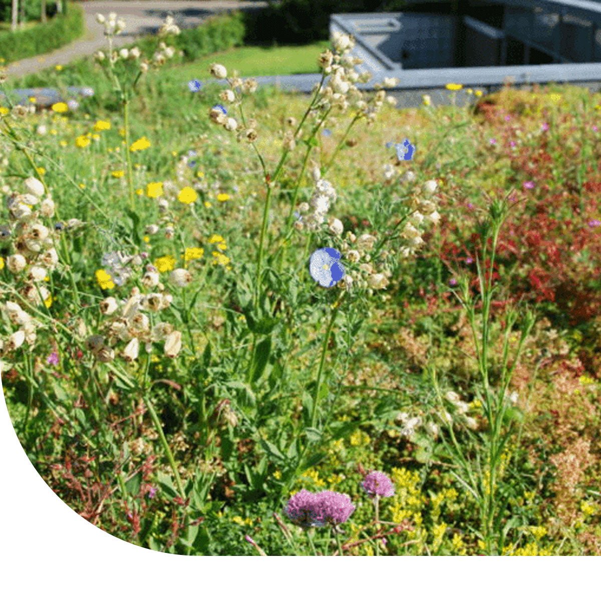 MRS Seeds & Mixtures Sedumdak Bloemenmengsel [nl]