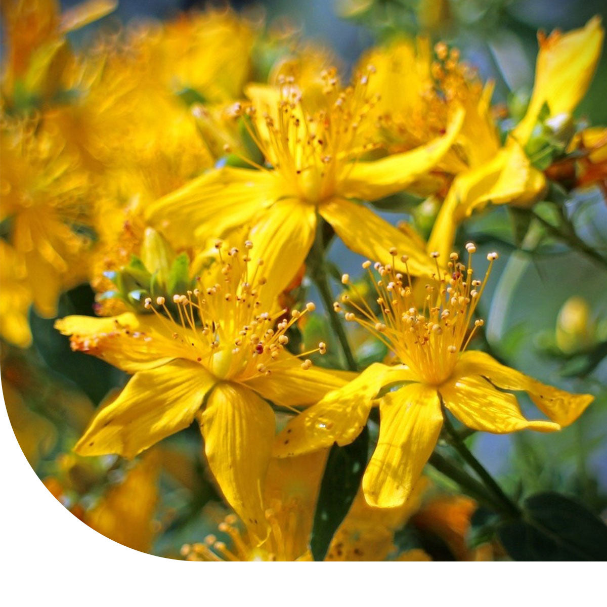 MRS Seeds & Mixtures Sint-janskruid - Hypericum perforatum