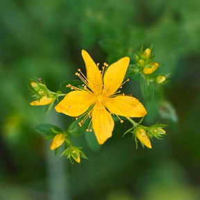 MRS Seeds & Mixtures Sint-janskruid - Hypericum perforatum [nl]