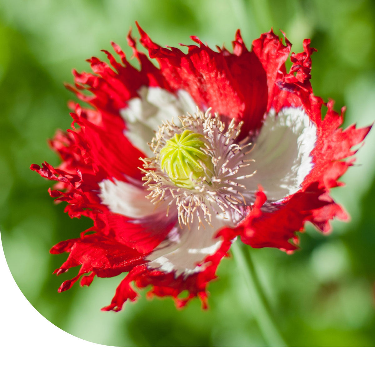 MRS Seeds & Mixtures Slaapbol 'Danish Flag' - Papaver somniferum [nl]