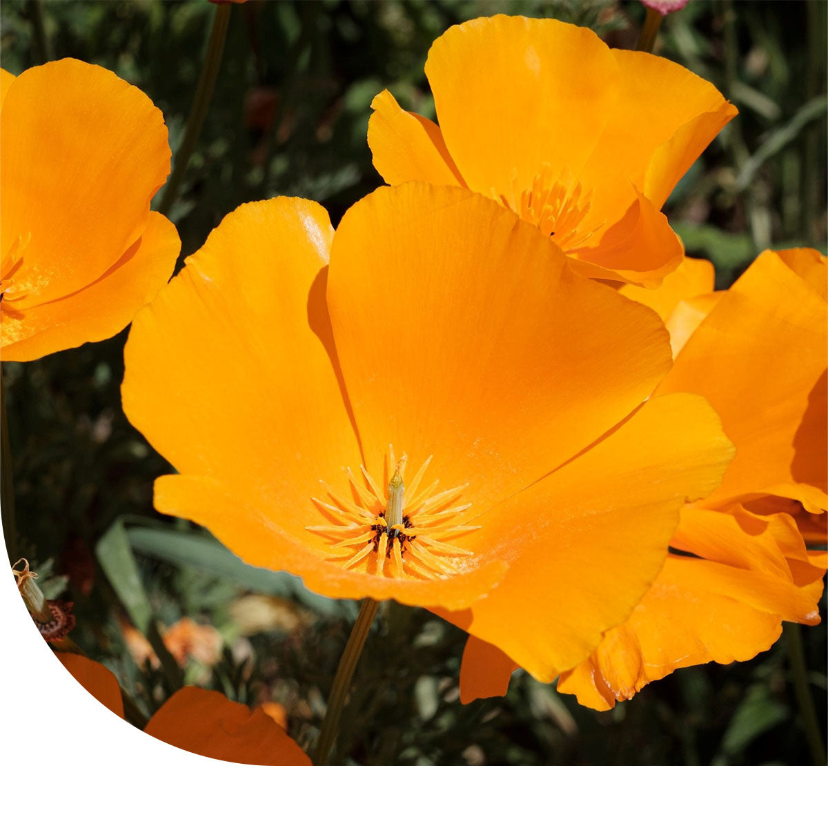 MRS Seeds & Mixtures Slaapmutsje - Eschscholzia californica