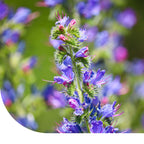 MRS Seeds & Mixtures Slangenkruid - Echium vulgare [nl]
