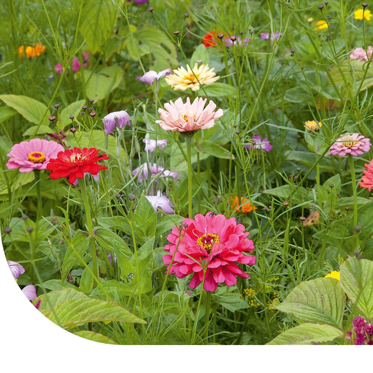 MRS Seeds & Mixtures Snijbloemenmengsel 1-jarig