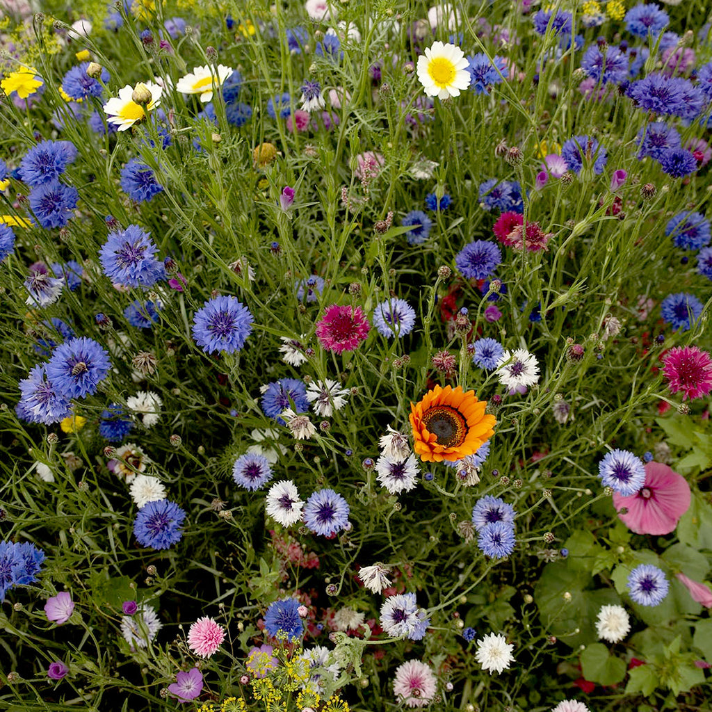 MRS Seeds & Mixtures Snijbloemenmengsel 1-jarig