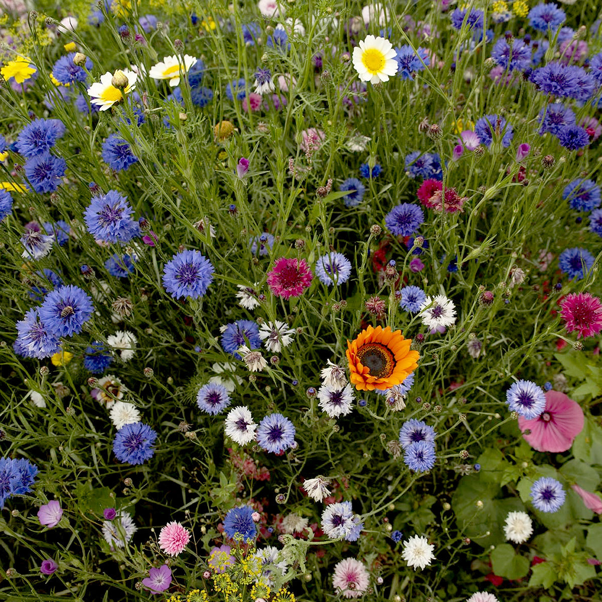 MRS Seeds & Mixtures Snijbloemenmengsel 1-jarig
