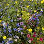 MRS Seeds & Mixtures Snijbloemenmengsel 1-jarig