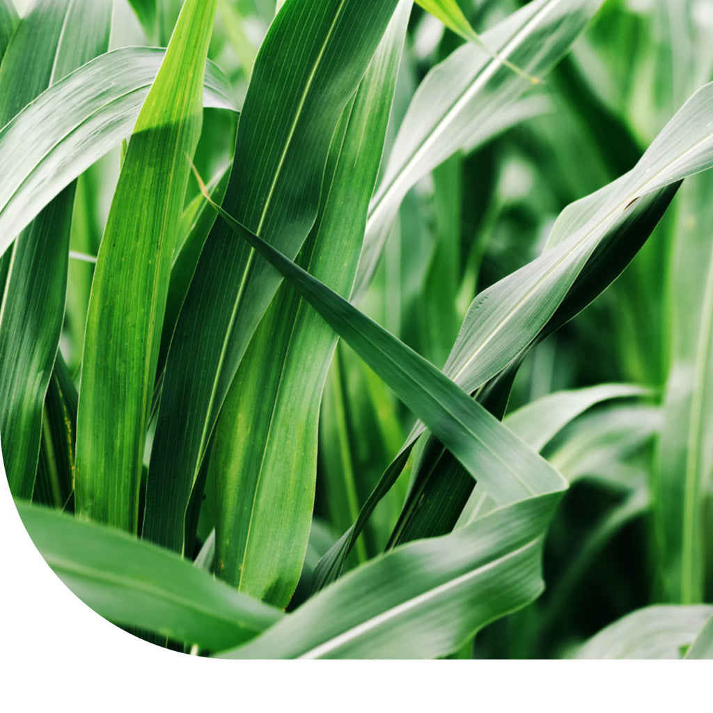 MRS Seeds & Mixtures Soedangras