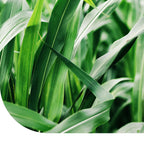 MRS Seeds & Mixtures Soedangras