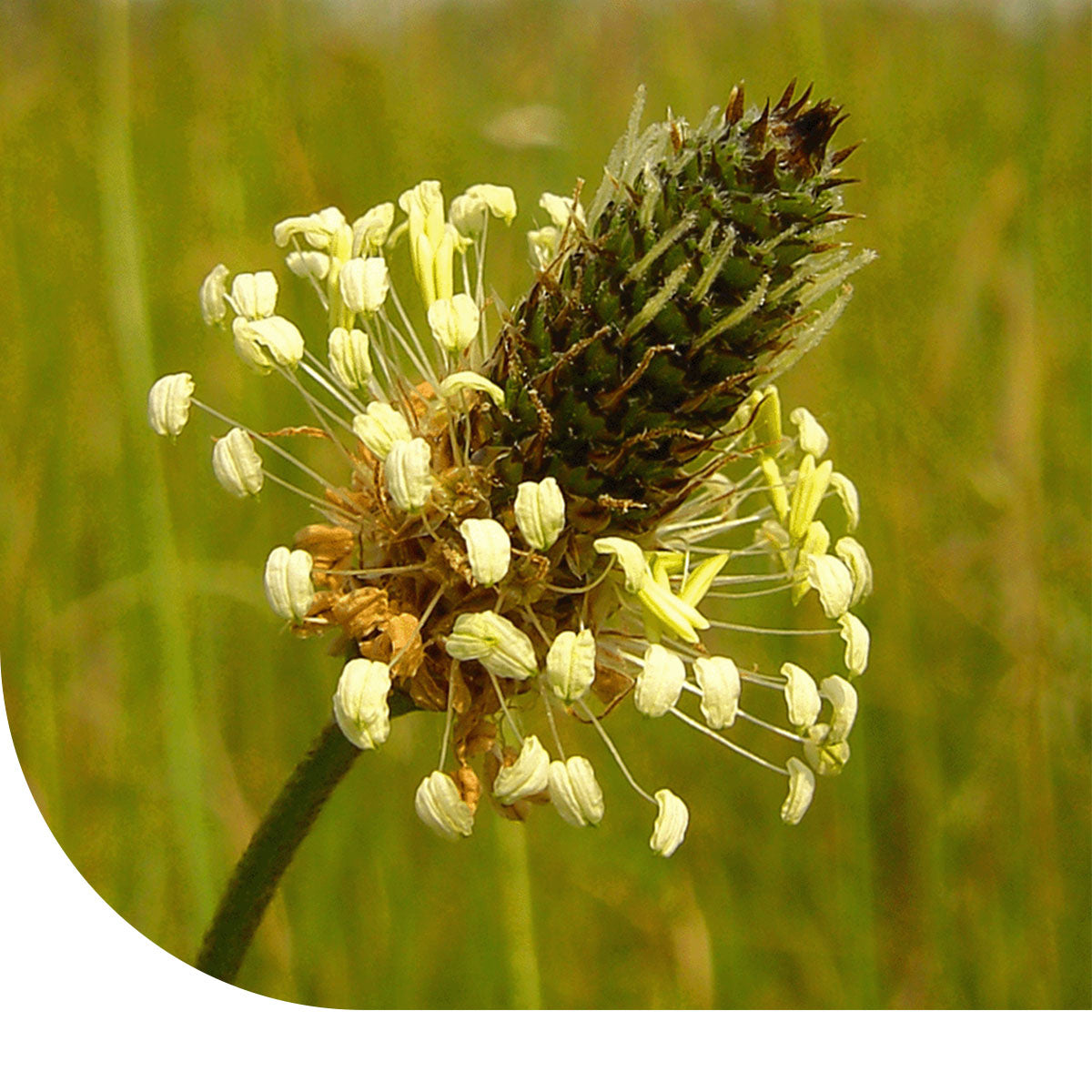 MRS Seeds & Mixtures Spitzwegerich - Plantago lanceolata [de]
