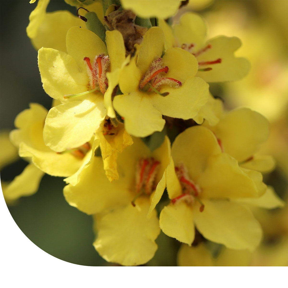 MRS Seeds & Mixtures Stalkaars - Verbascum densiflorum