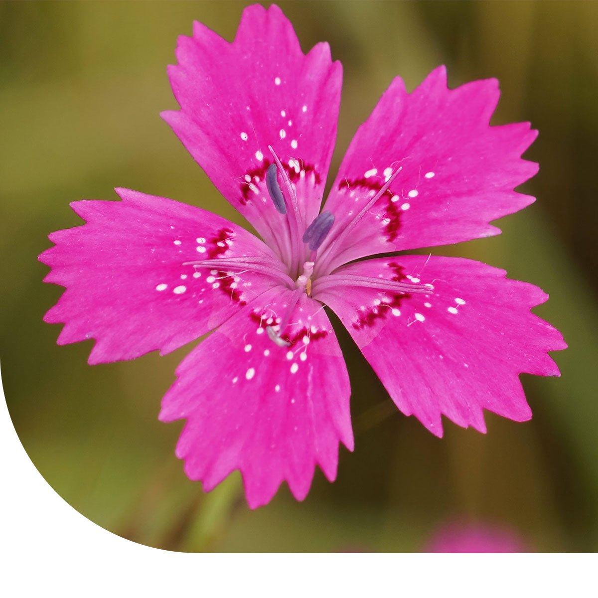 MRS Seeds & Mixtures Steenanjer – Dianthus deltoides