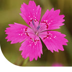 MRS Seeds & Mixtures Steenanjer – Dianthus deltoides [nl]