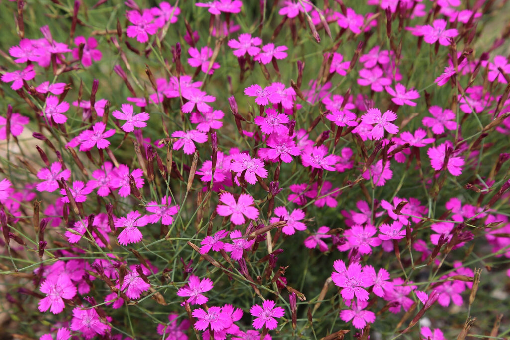 MRS Seeds & Mixtures Steenanjer – Dianthus deltoides [nl]