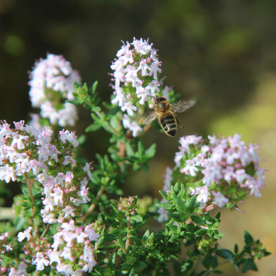 MRS Seeds & Mixtures Steentijm - Calamintha nepeta
