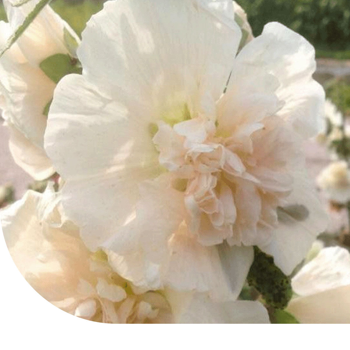 MRS Seeds & Mixtures Stokroos 'Majorette' - eenjarig