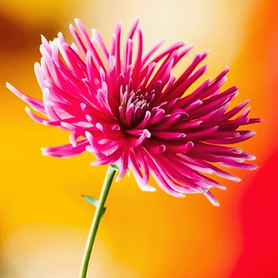 MRS Seeds & Mixtures Straalaster - Callistephus chinensis [nl]