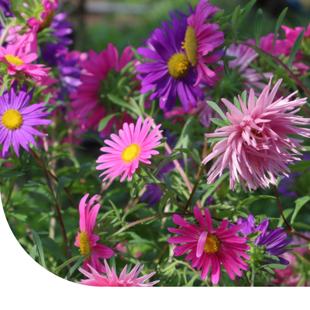 MRS Seeds & Mixtures Straalaster - Callistephus chinensis