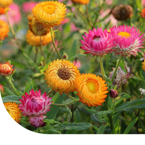 MRS Seeds & Mixtures Strobloem - Helichrysum bracteatum
