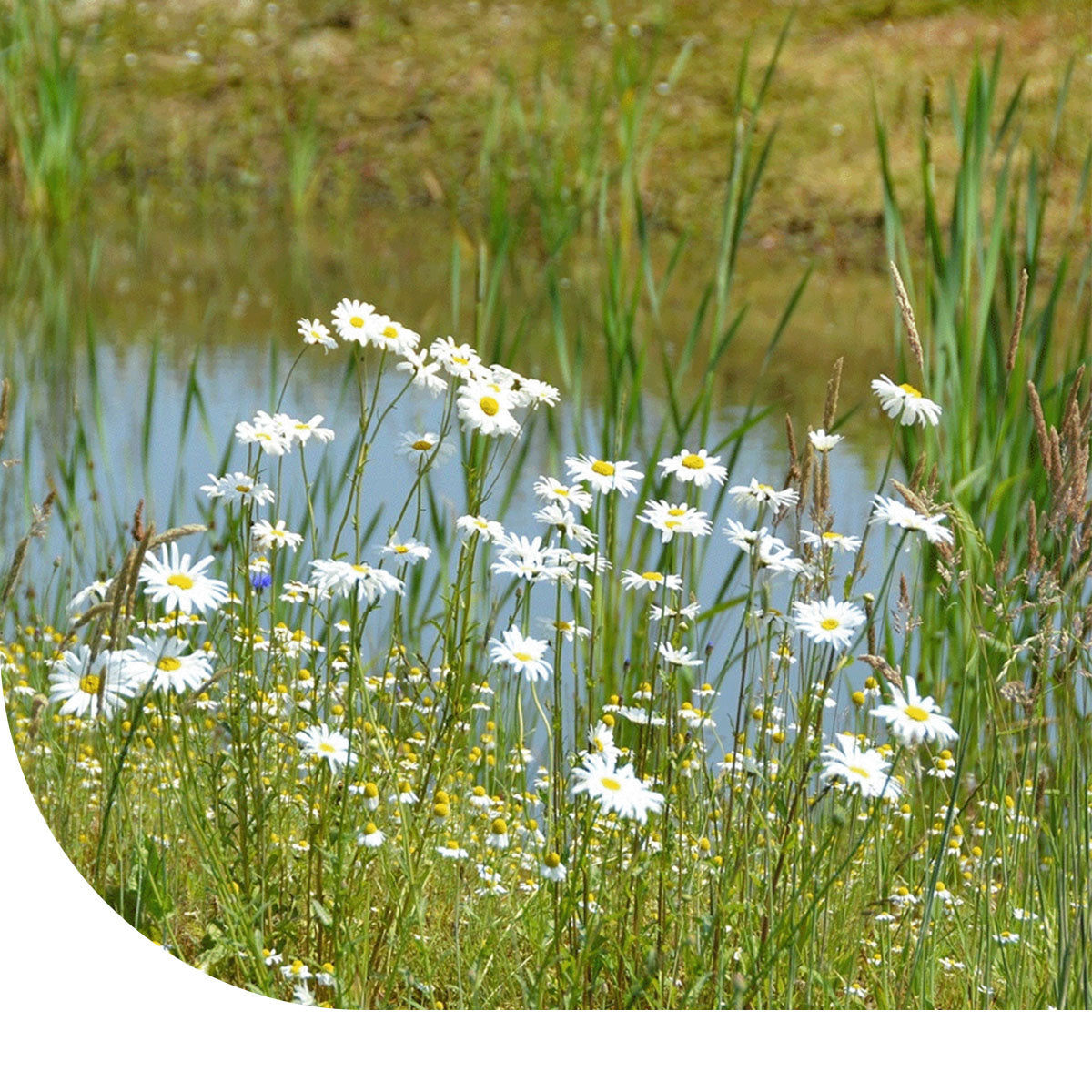 MRS Seeds & Mixtures Stroomdal bloemenmengsel Inheems - Meerjarig