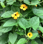 MRS Seeds & Mixtures Suzanne-met-de-mooie-ogen - Thunbergia alata [nl]