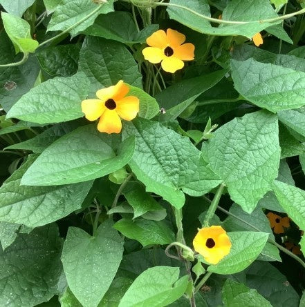 MRS Seeds & Mixtures Suzanne-met-de-mooie-ogen - Thunbergia alata [nl]