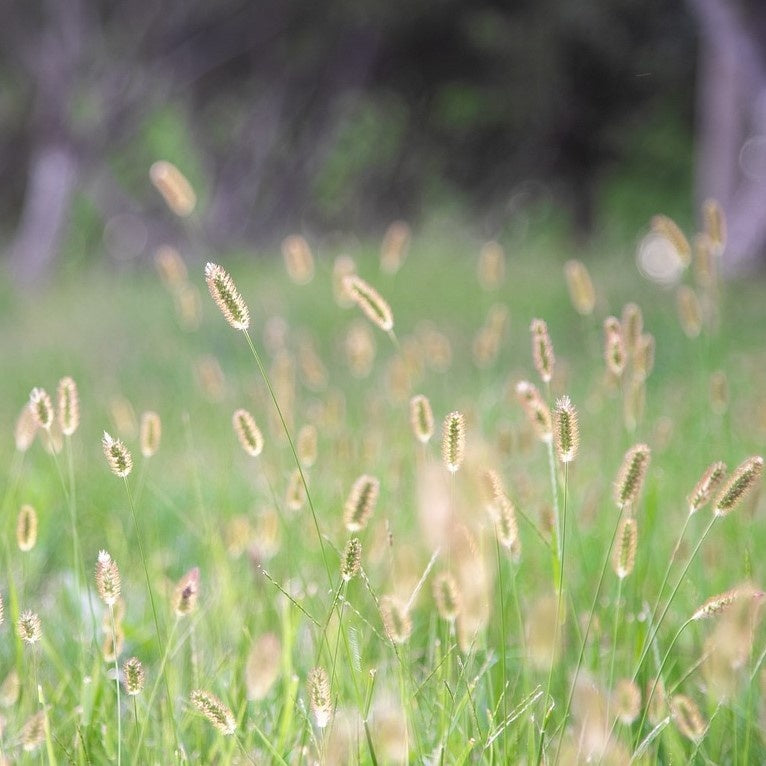 MRS Seeds & Mixtures Timotheegras - Phleum pratense [nl]