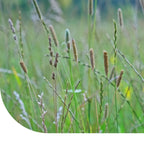 MRS Seeds & Mixtures Timotheegras - Phleum pratense [nl]