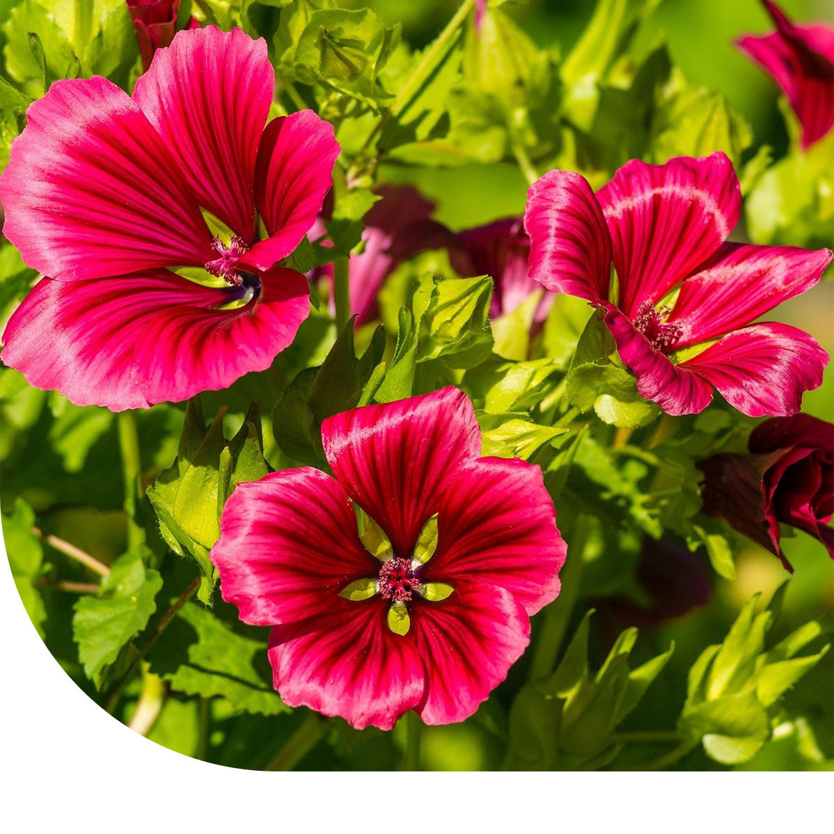 MRS Seeds & Mixtures Trechtermalva - Malope trifida