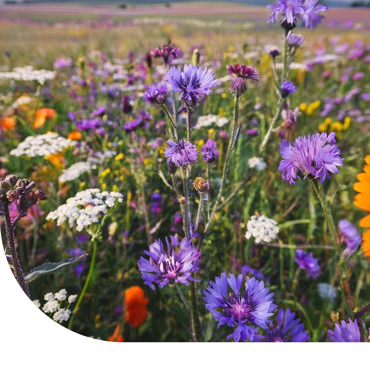 MRS Seeds & Mixtures Tübinger Bijenmengsel