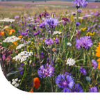 MRS Seeds & Mixtures Tübinger Bijenmengsel