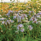 MRS Seeds & Mixtures Tübinger Bijenmengsel