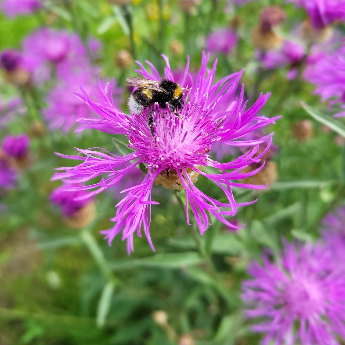 MRS Seeds & Mixtures Tübinger Bijenmengsel
