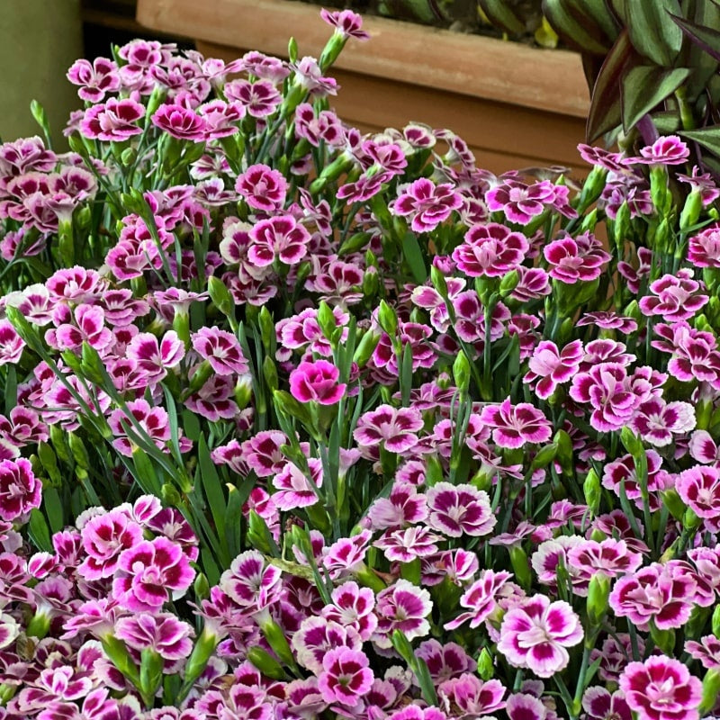 MRS Seeds & Mixtures Tuinanjer - Dianthus caryophyllus [nl]