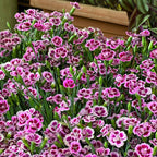 MRS Seeds & Mixtures Tuinanjer - Dianthus caryophyllus [nl]