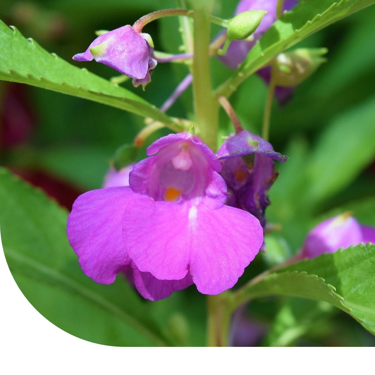 MRS Seeds & Mixtures Tuinbalsemien - Impatiens balsamina