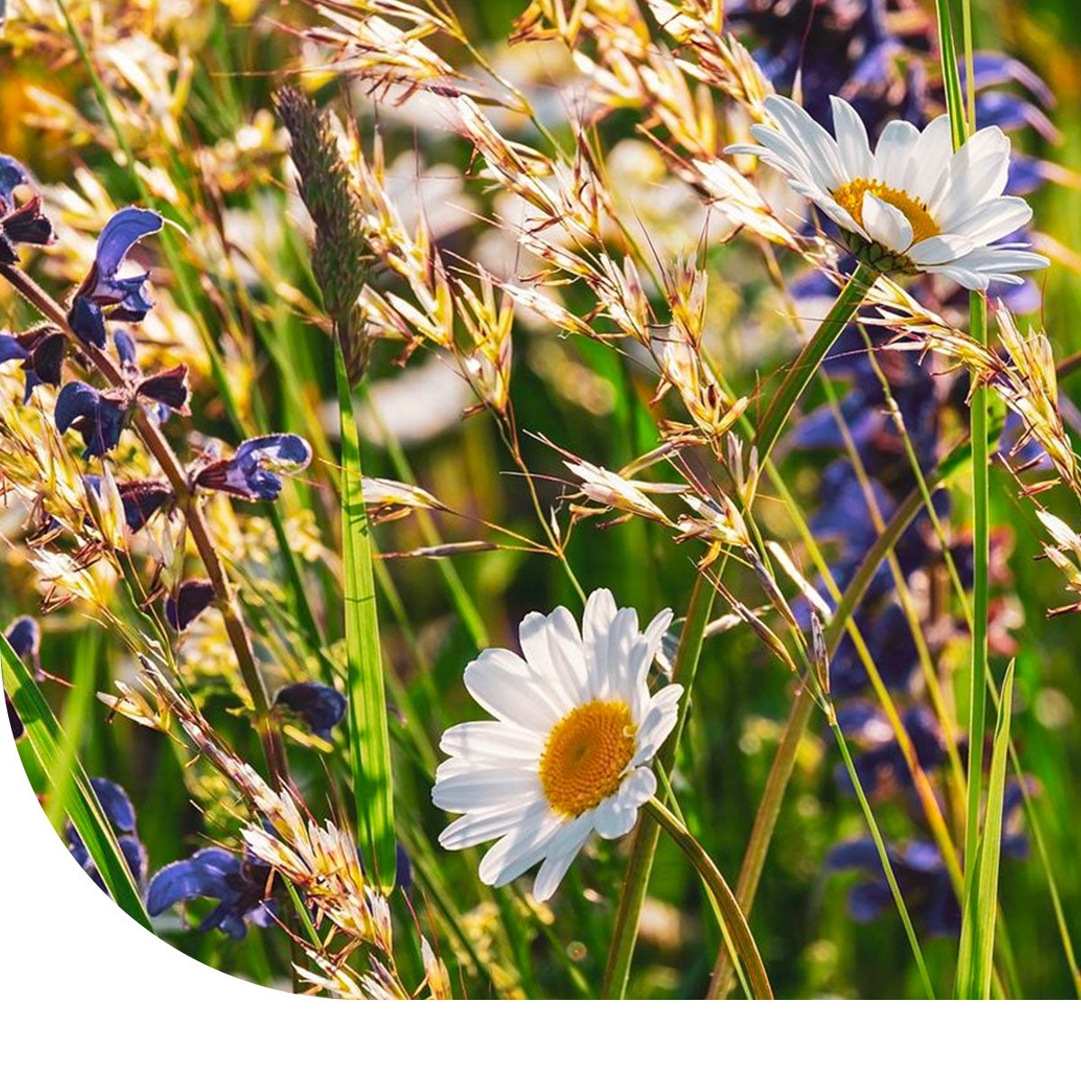 MRS Seeds & Mixtures Type DT3 - Bloemrijke Dijken & Taluds