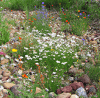 MRS Seeds & Mixtures Type M6 - Bloeiende voegen [nl]