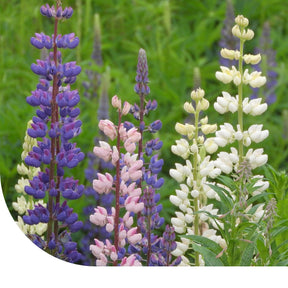 MRS Seeds & Mixtures Vaste Lupine - Lupinus polyphyllus