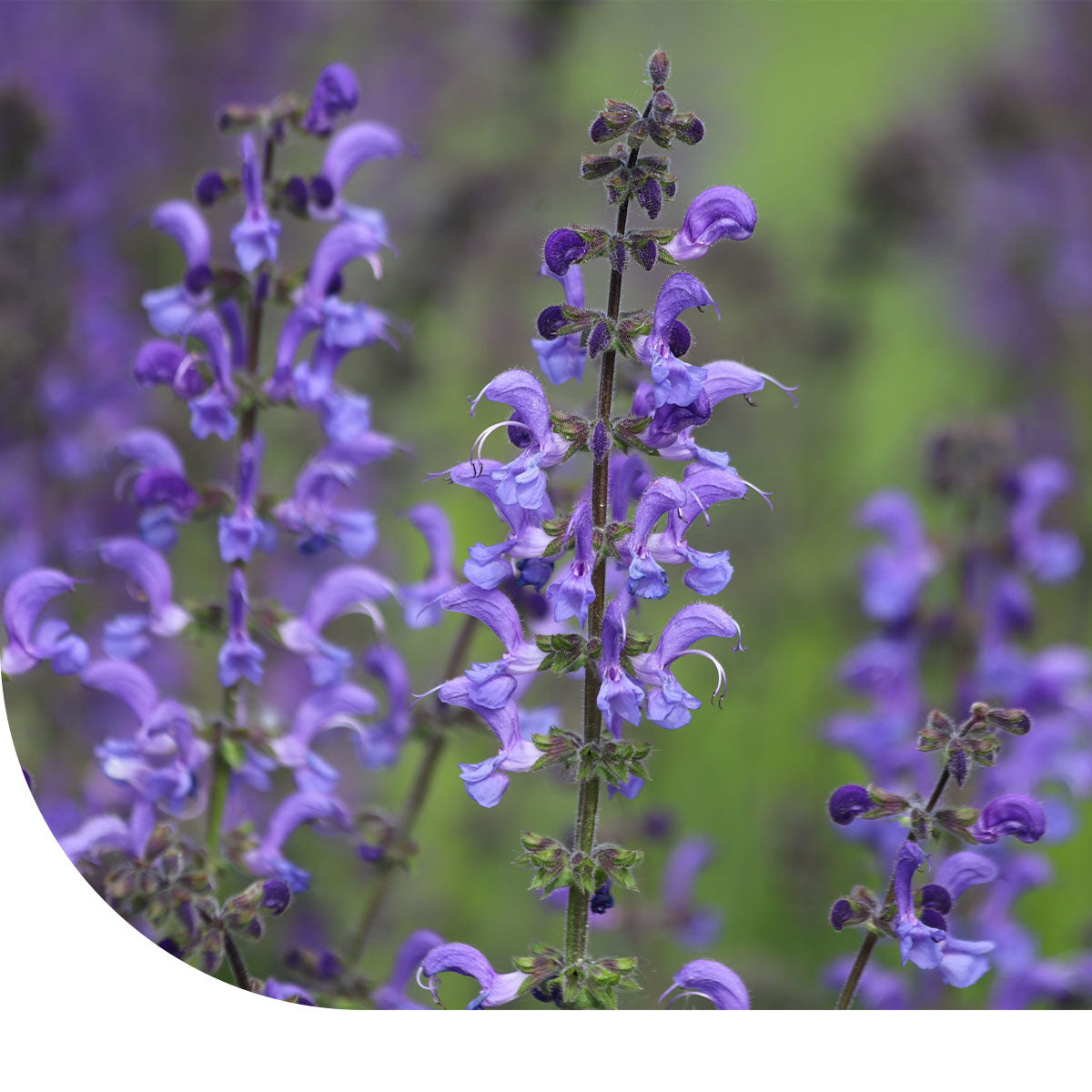 MRS Seeds & Mixtures Veldsalie - Salvia pratensis [nl]