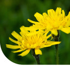 MRS Seeds & Mixtures Vertakte Leeuwentand – Scorzoneroides autumnalis [nl]