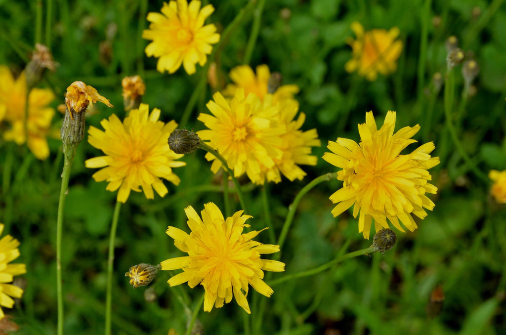 MRS Seeds & Mixtures Vertakte Leeuwentand – Scorzoneroides autumnalis [nl]