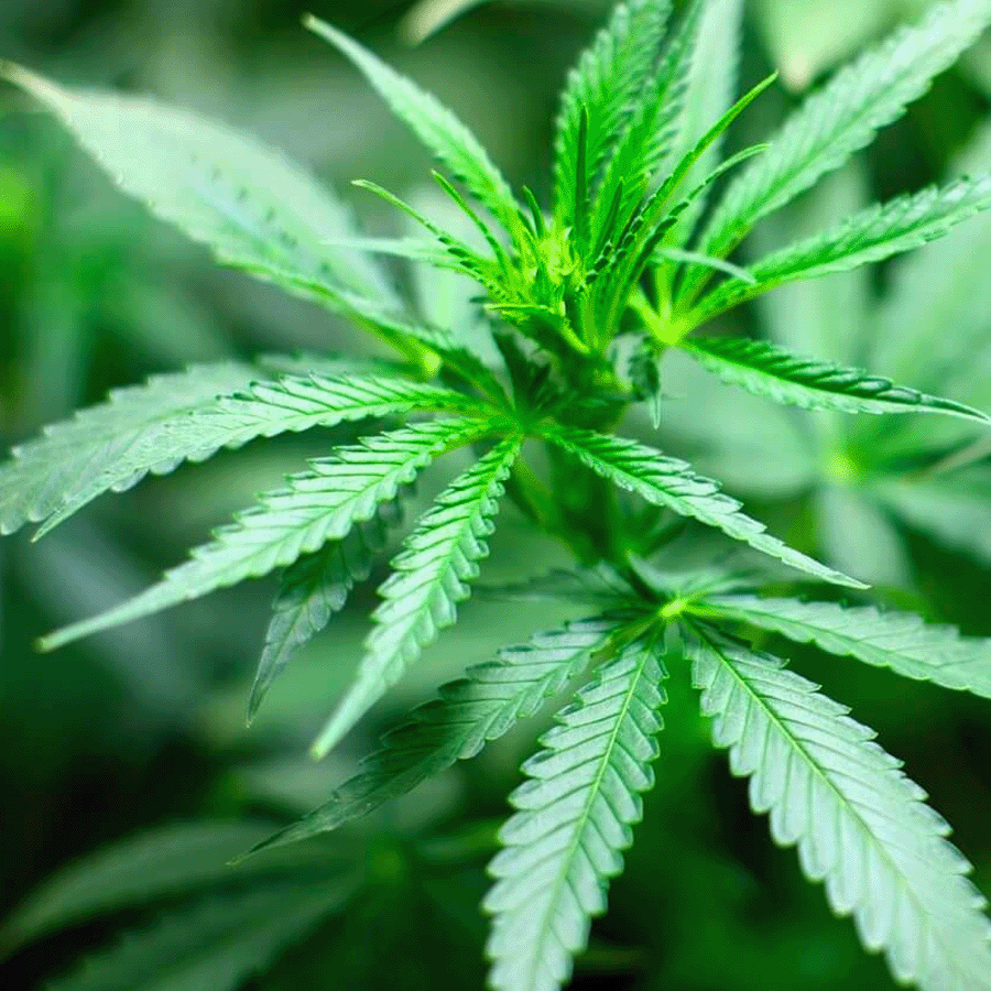 MRS Seeds & Mixtures Vezelhennep - Cannabis sativa L.