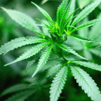 MRS Seeds & Mixtures Vezelhennep - Cannabis sativa L.